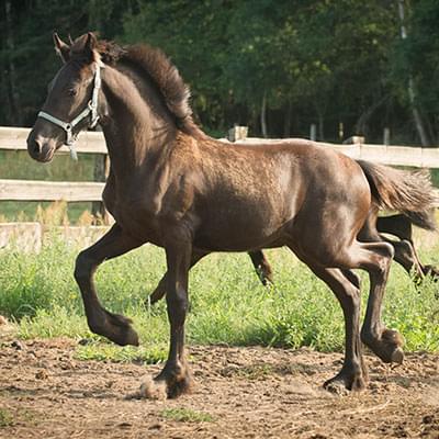 brązowy koń w ruchu na tle lasu i drewnianego ogrodzenia